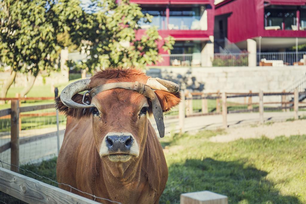 Quintas Farm Houses Арока Экстерьер фото